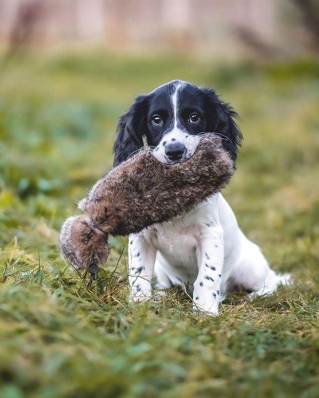 black and white spaniel puppy with dummy in its mouth